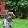 Cassius