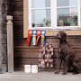 Chantal 2 x Ruotsin sert ja vara-Cacibit vaikka homma ei mammaa kiinnostanut pätkän vertaa